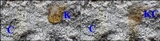 Pertusaria aspergilla image