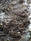Protoparmelia badia image