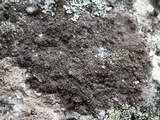 Protoparmelia badia image