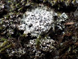 Diploschistes muscorum image