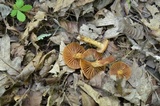 Cortinarius distans image