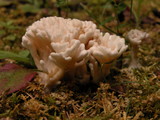 Tremellodendron pallidum image