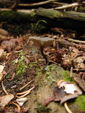 Arrhenia epichysium image