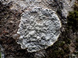 Pertusaria lactea image