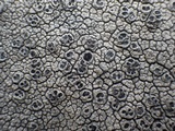 Diploschistes scruposus image