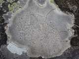Diploschistes scruposus image