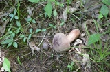 Tylopilus violatinctus image