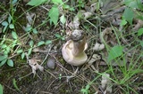 Tylopilus violatinctus image