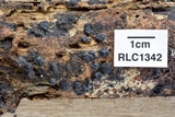Nemania bipapillata image