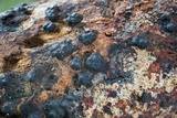 Nemania bipapillata image