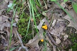 Cantharellus minor image