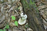 Boletus nobilis image