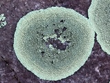 Dimelaena oreina image