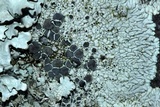 Dimelaena oreina image