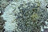 Dimelaena oreina image