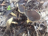 Helvella solitaria image