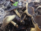 Helvella solitaria image
