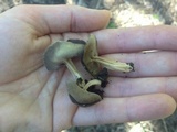 Helvella solitaria image