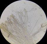 Helvella solitaria image
