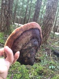 Fomitopsis mounceae image