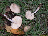 Marasmius oreades image