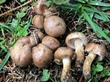 Hebeloma excedens image