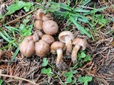 Hebeloma excedens image