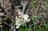 Clavulina coralloides image