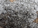 Hypogymnia physodes image