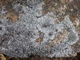 Hypogymnia physodes image