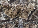 Physconia enteroxantha image