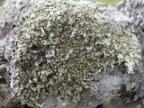 Xanthoparmelia protomatrae image