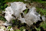 Tremella fuciformis image