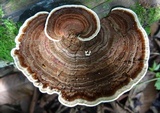 Hexagonia variegata image