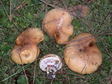 Suillus luteus image