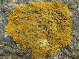 Xanthoria calcicola image