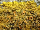 Xanthoria calcicola image