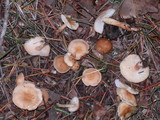 Rhodocollybia butyracea image