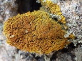 Xanthoria calcicola image