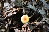 Agrocybe acericola image