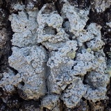 Pertusaria albescens var. albescens image
