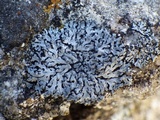 Physcia caesia image