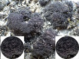 Polychidium muscicola image