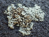 Rhizoplaca melanophthalma image