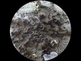 Melanohalea exasperata image