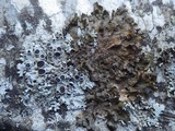 Melanohalea exasperata image