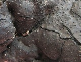 Kretzschmaria deusta image