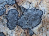 Image of Rinodina atrocinerea