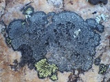 Rinodina atrocinerea image