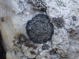 Rinodina aspersa image